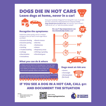 "Dogs Die in Hot Cars" Posters, 8 1/2" x 11" (pack of 20)